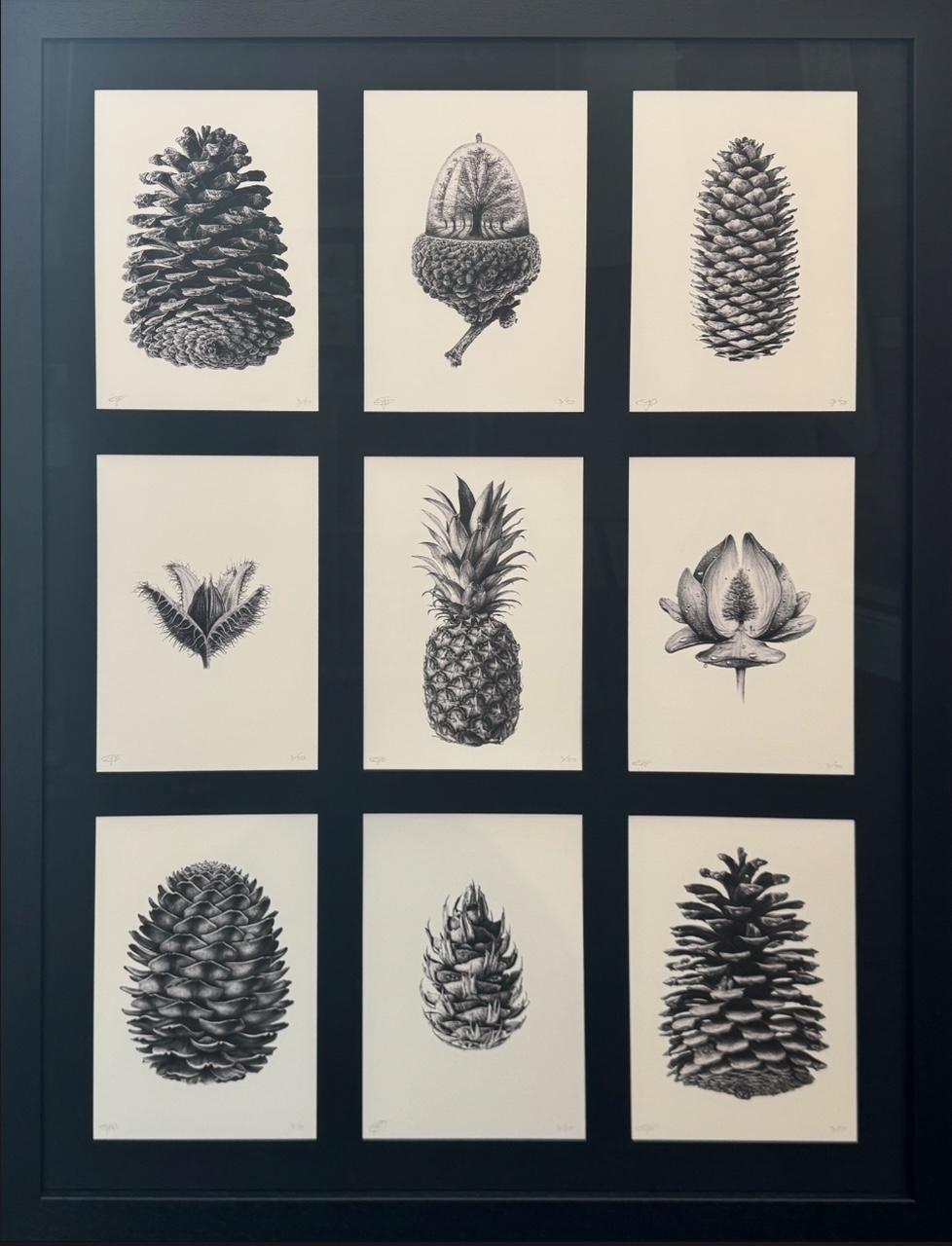 Carpological Collection Box Set - Framed by CJP