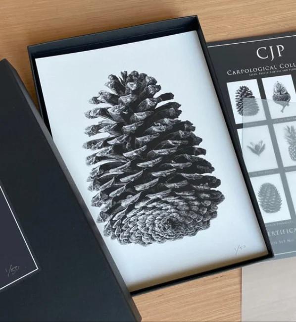 Carpological Collection Box Set - Framed by CJP