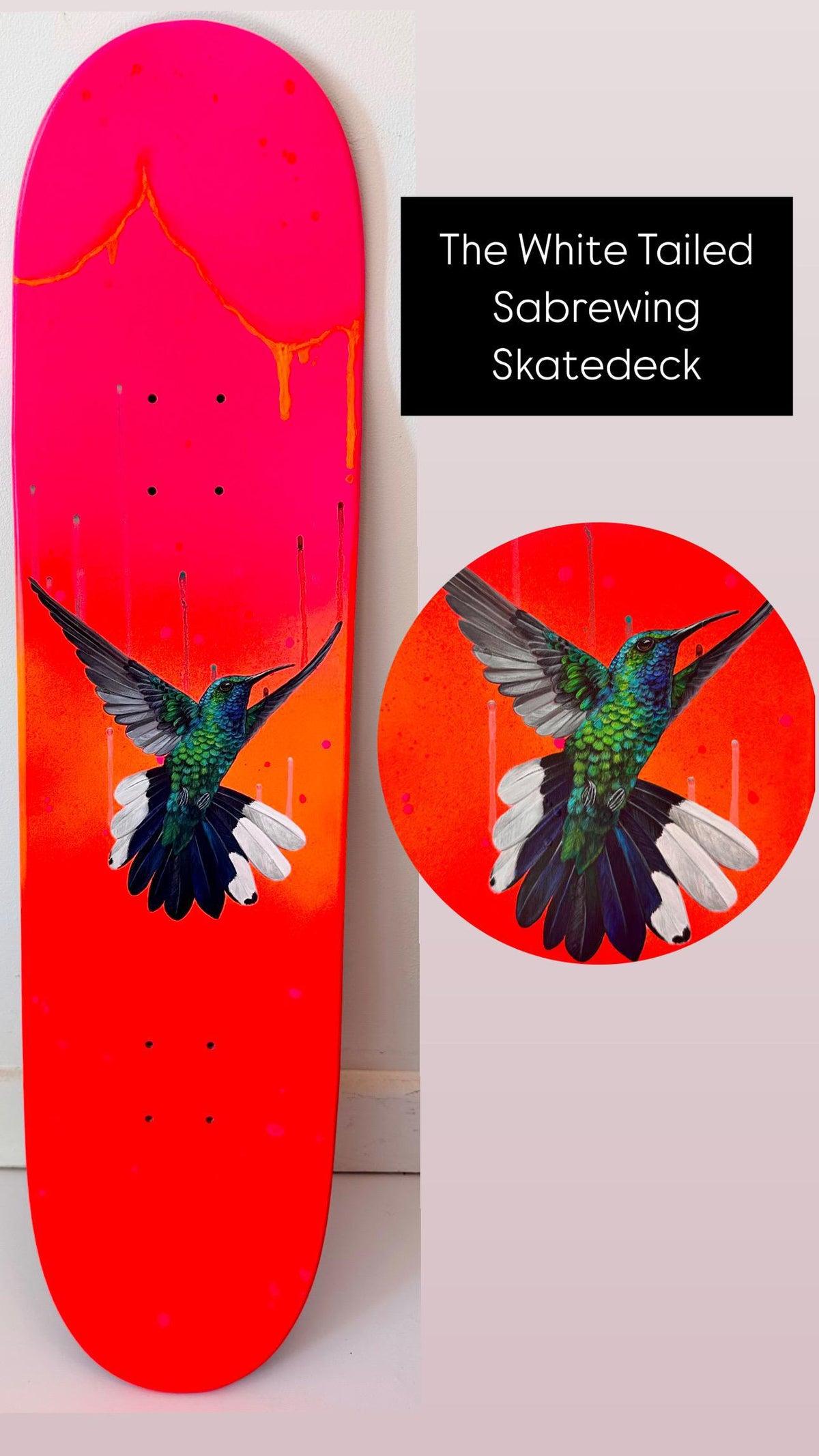 Skatedeck Series - White Tailed Sabrewing Hummingbird by Louise McNaught