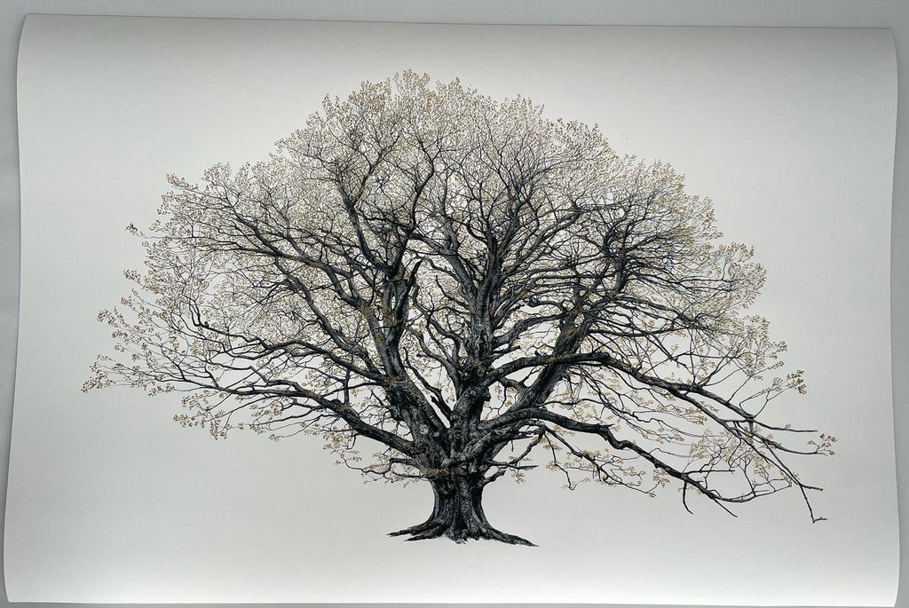 The King Beech (Medium) 22k SE - Framed by CJP
