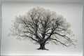 The King Beech (Medium) 22k SE - Framed by CJP