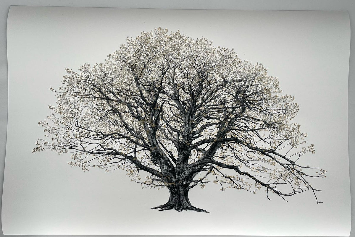 The King Beech (Medium) 22k SE - Framed by CJP