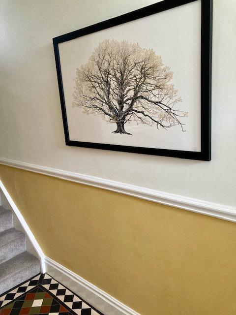 The King Beech (Medium) 22k SE - Framed by CJP