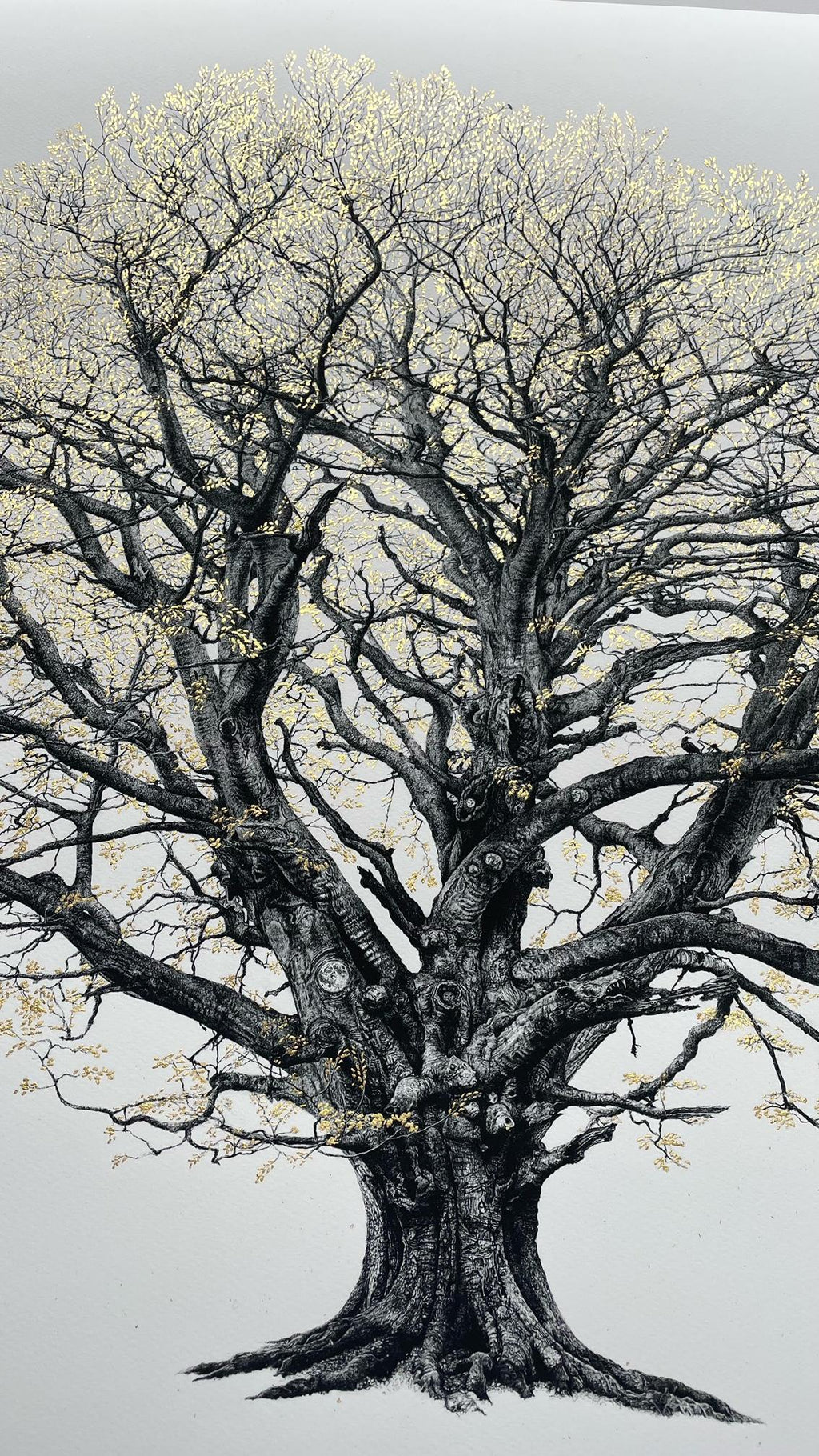 The King Beech (Medium) 22k SE - Framed by CJP