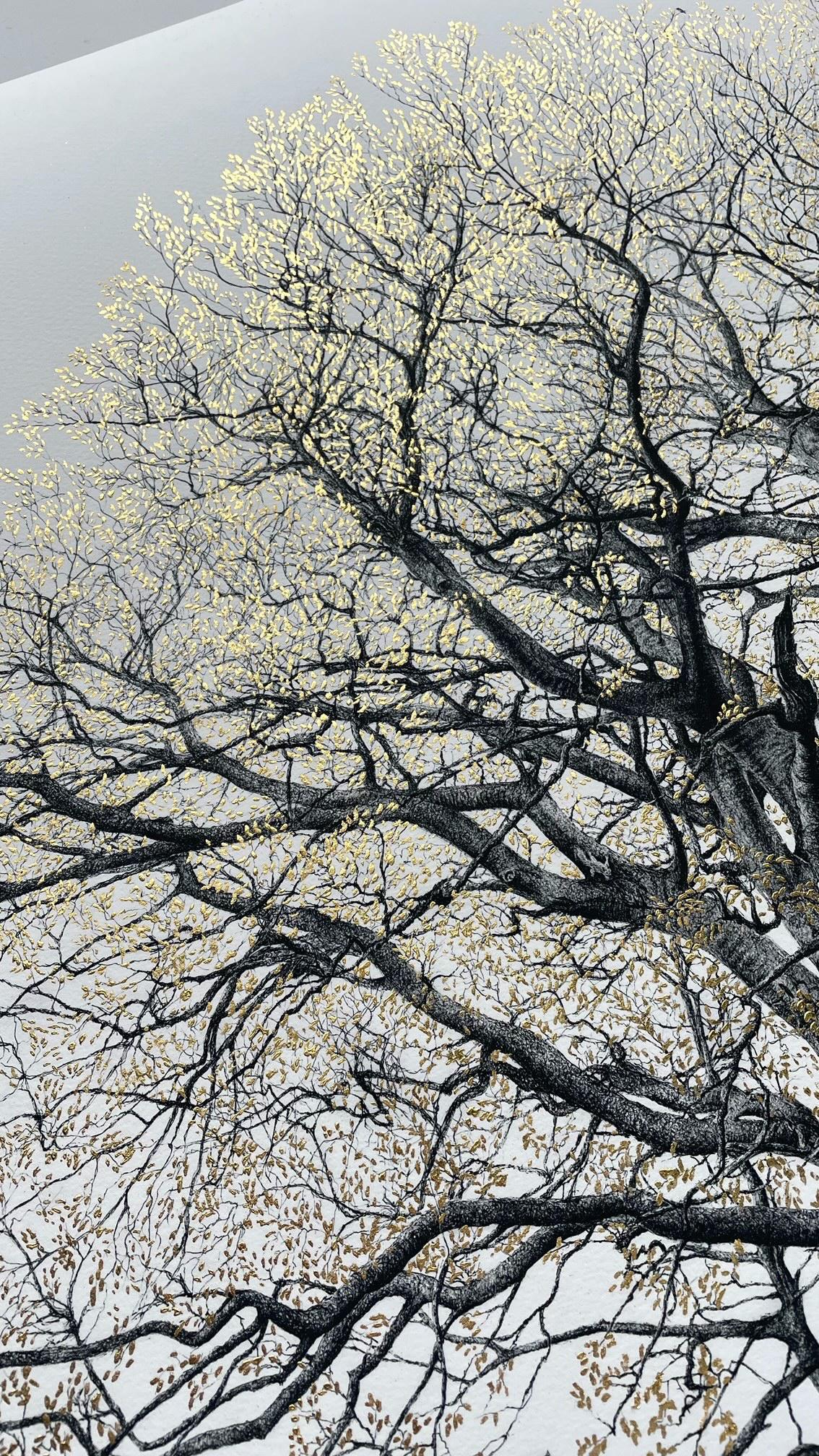 The King Beech (Medium) 22k SE - Framed by CJP