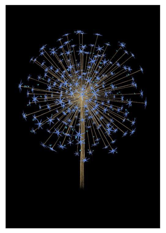 Fleur de Vie - Midnight Blue - Framed by CJP