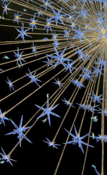 Fleur de Vie - Midnight Blue - Framed by CJP