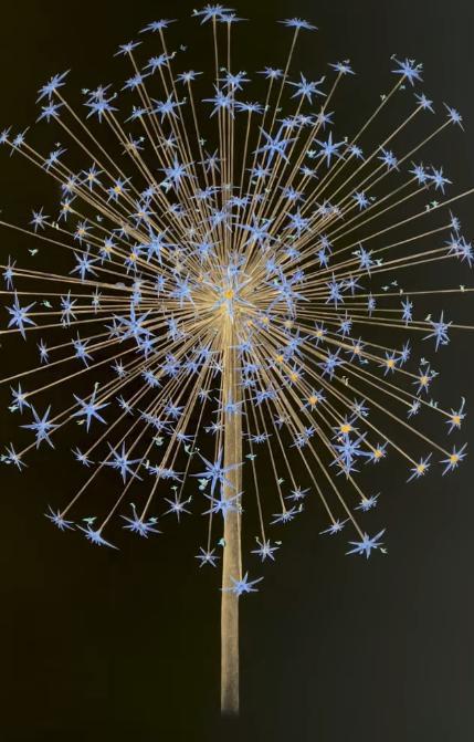 Fleur de Vie - Midnight Blue - Framed by CJP