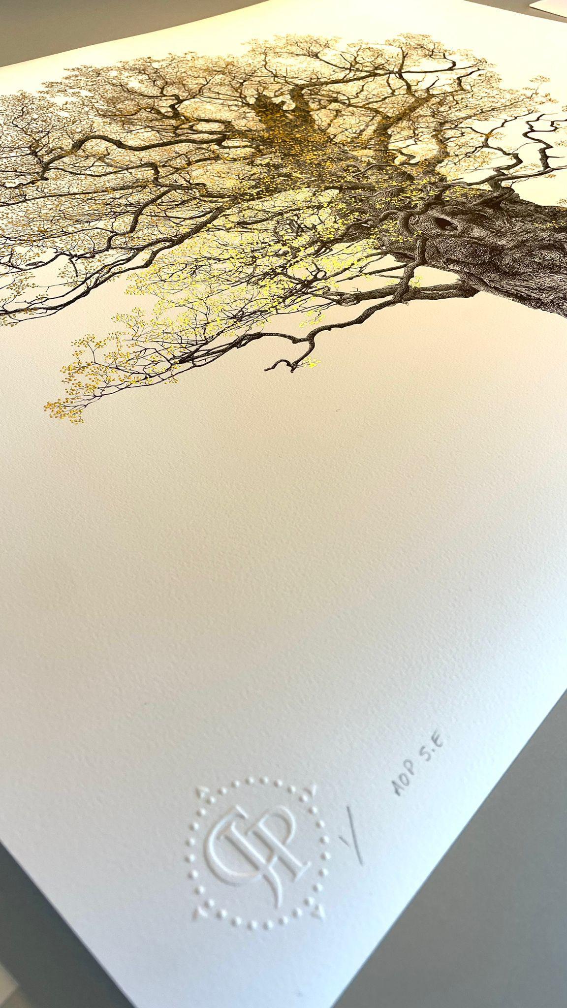 The Majesty Oak 24k