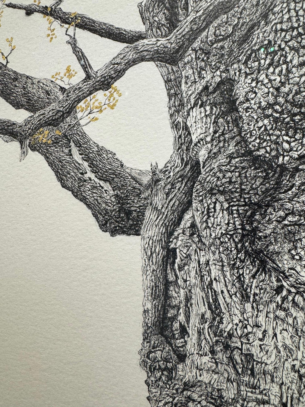 The Majesty Oak 24k