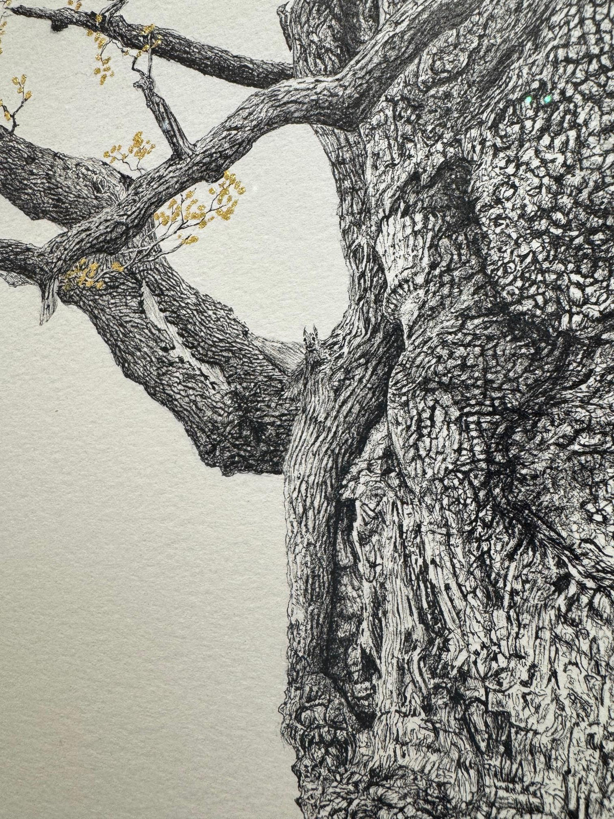 The Majesty Oak 24k